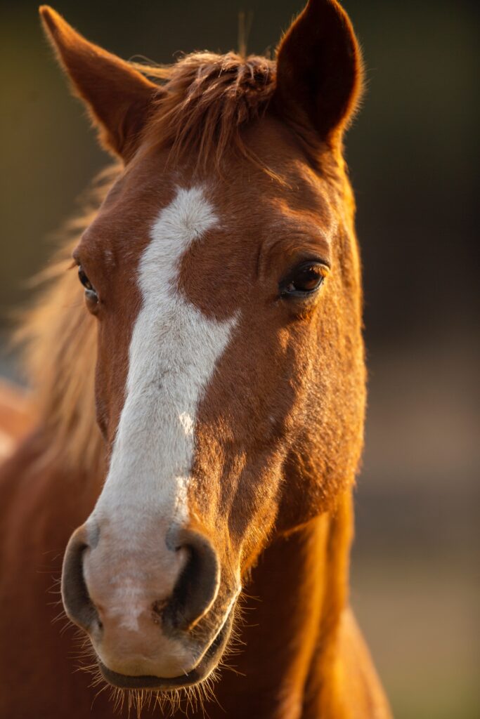 Close up of a horse's face. It is light brown with a white stripe down the nose, the brown on one side glistens in the sunlight.