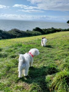 Two small dogs stand on a grassy field with a hedge in the distance and beyond it a blue sea and blue skies with a little cloud. Some people are walking along the hedge.