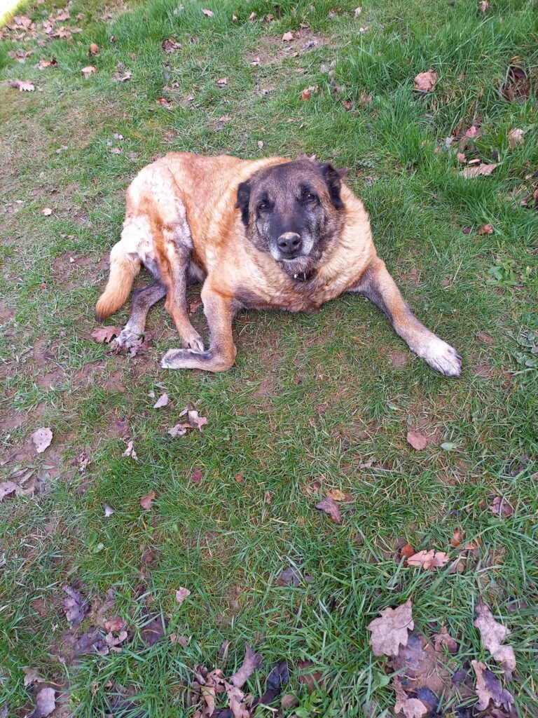 Kelly, a Belgian Shepherd dog, laying on some grass looking at the camera. She is brown in the body with a dark brown black face.