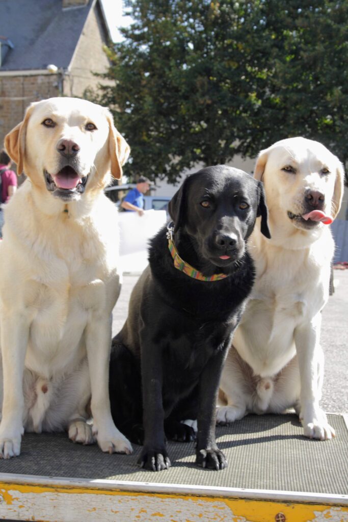 2 golden Labradors and one black Labrador sitting on a low agility table. They are all looking towards the camera, some with their tongues out, some not.