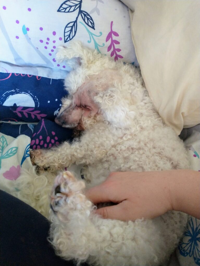 TiLi, a small fluffy white dog, lying on a bed with her head against the pillows. One side of her face and head is shaved bald and her eye on that side is sewn closed.