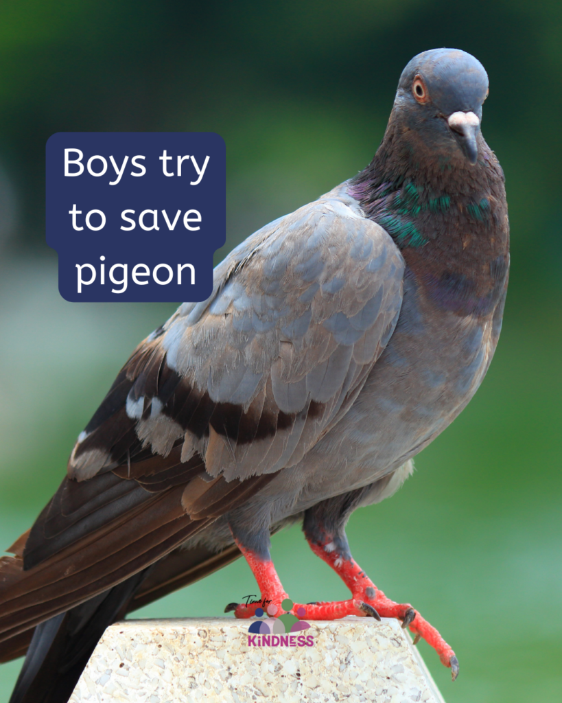 A pigeon sitting on a stone. Text beside it reads “boys try to save pigeon.”