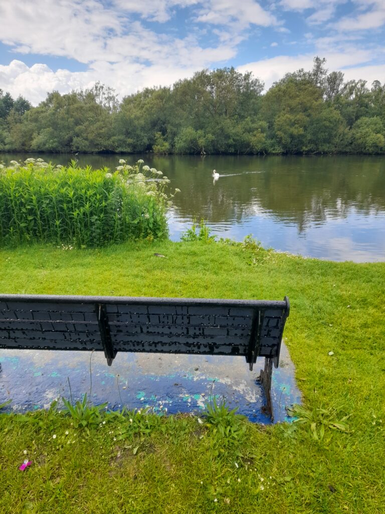 a bench on grass looking out at the river Thames on which a swan is swimming. Across the other side are trees. The sky is blue with some fluffy white clouds.