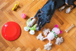 A medium sized black dog laying on a wooden floor chewing on a frog styled dog toy, beside them are other toys spread around the floor.