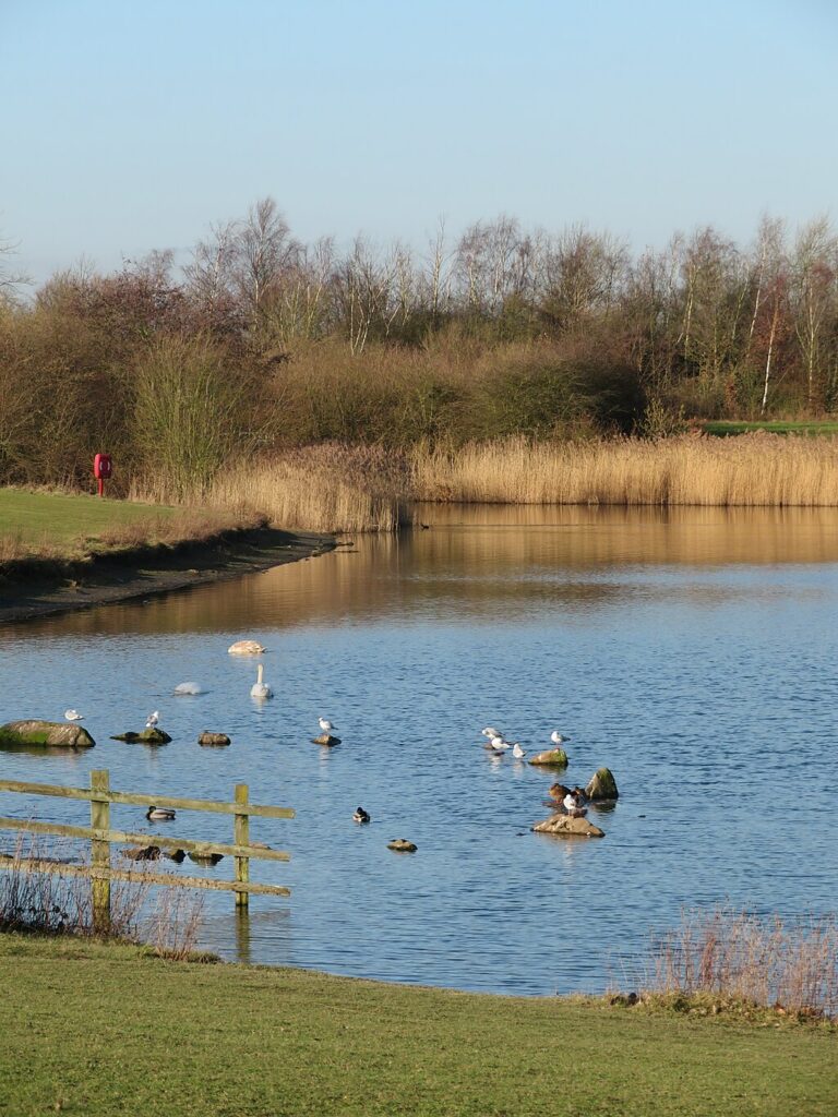 a variety of ducks swimming on a large lake at Anglers Country park. Grass all around the lake and lots of reeds in one side of the lake. It is a beautiful sunny day.