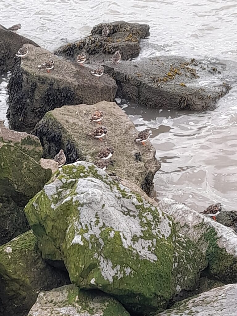 A dozen small birds with white bellies and black and brown backs, standing on rocks beside water.