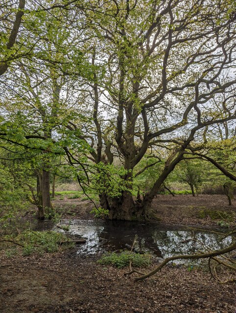 a forest area with a swampy section of water and some trees around it.
