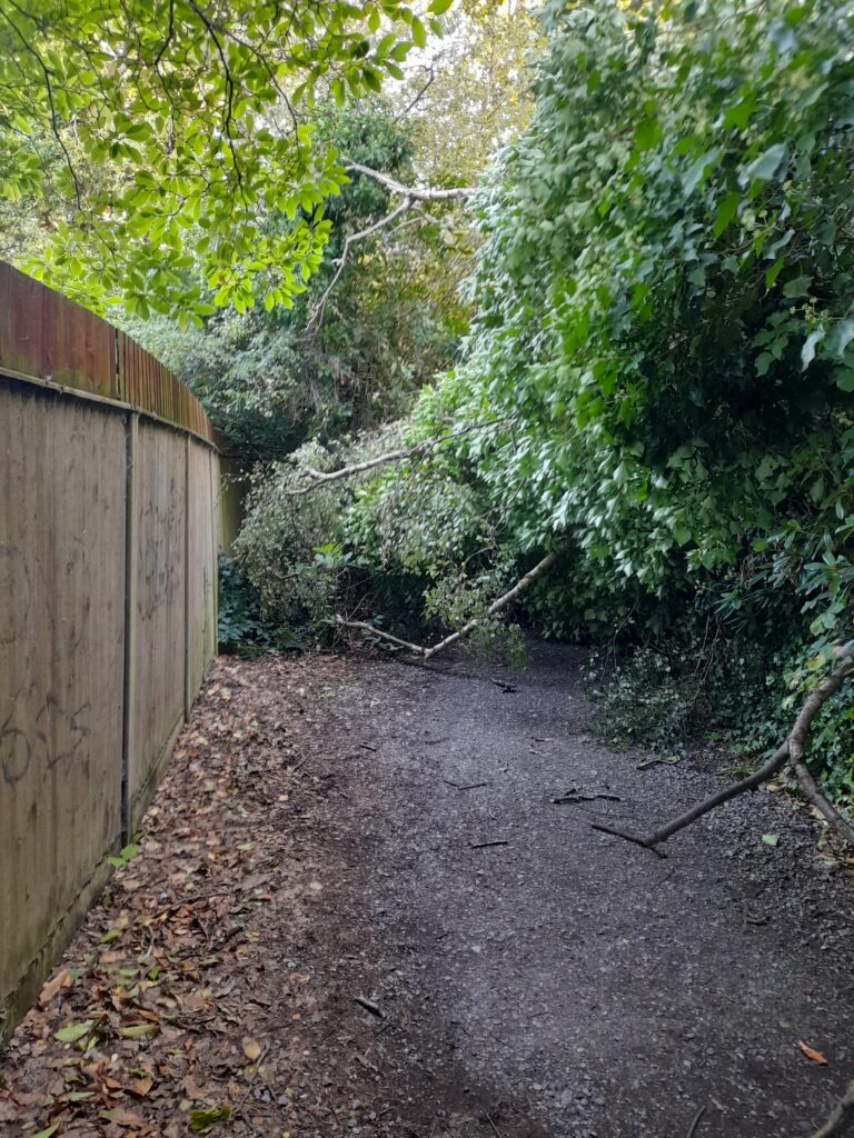 a path between some fence on the left and a wooded area on the right. Straight ahead a tree has fallen across the path and is covering it and looking dangerous.