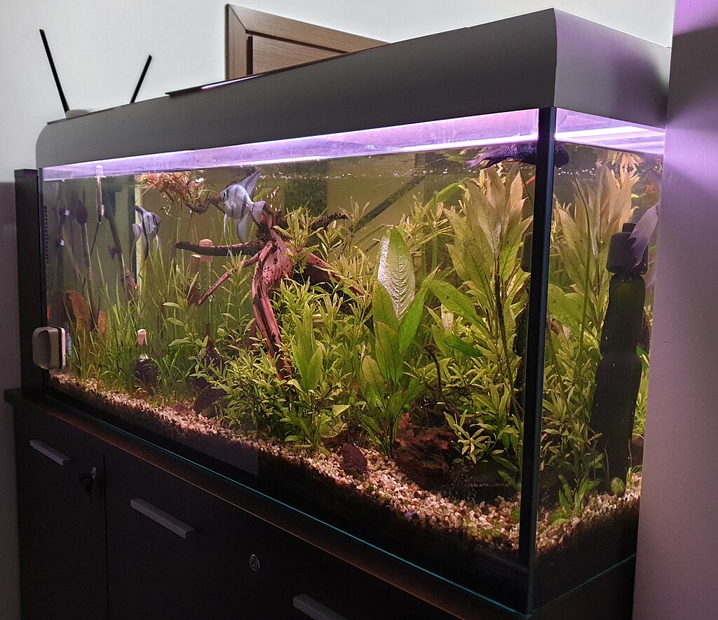 an aquarium filled with underwater plants and tropical fish, lit with a gentle purple light.