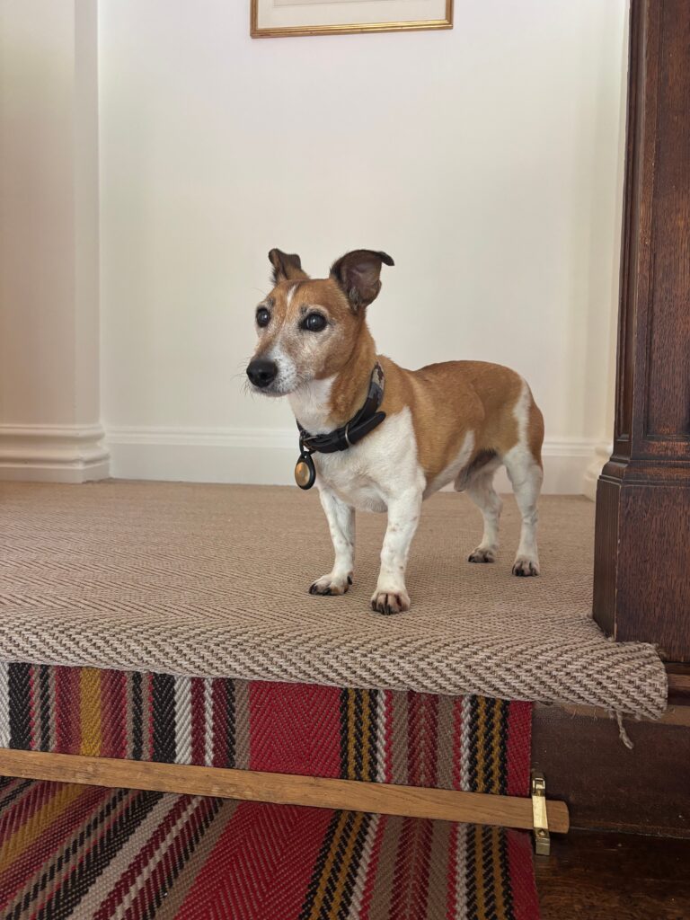 Paddy, an elderly Jack Russell, standing on a carpeted floor by some stairs, ears perked looking very cute.