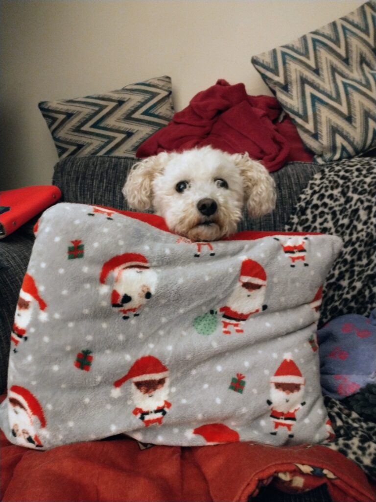 a small fluffy white dog’s head sticking out above a small cushion with santas all over it.
