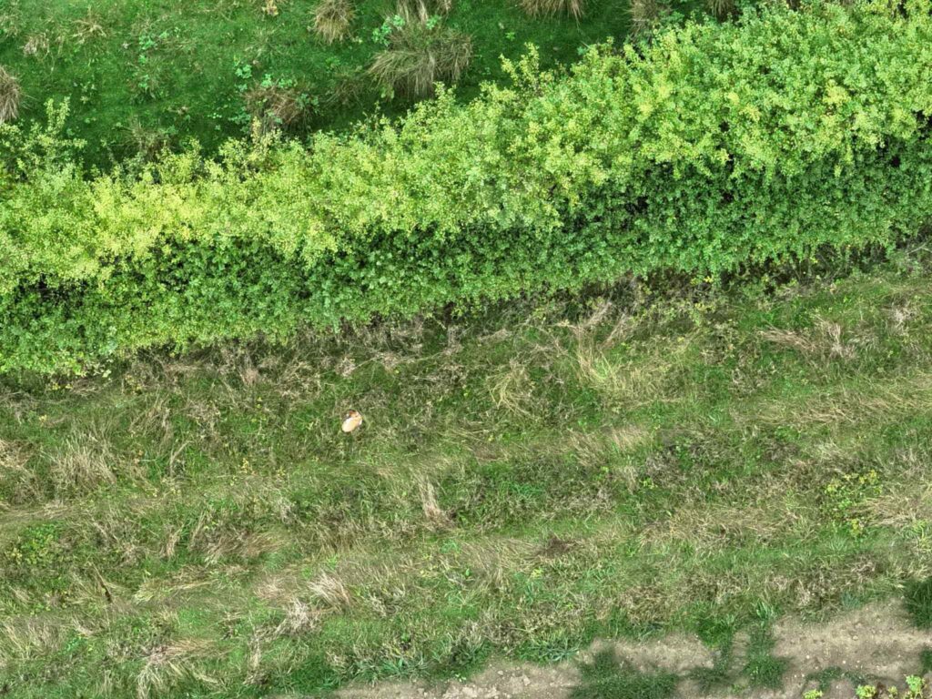 a colour image from a drone closer up showing the shape of what could be a dog in a field by a hedge.