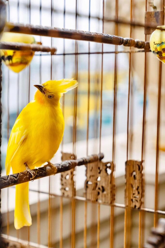 a bright yellow small bird perched on a bar going across the body of a cage and cocking its head inquisitively.