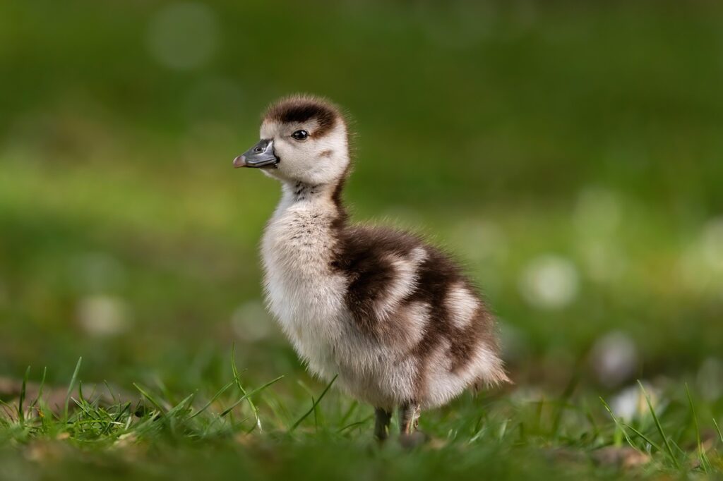 a small baby goose with fluffy dark brown and cream coloured fur, standing on a grassy area.