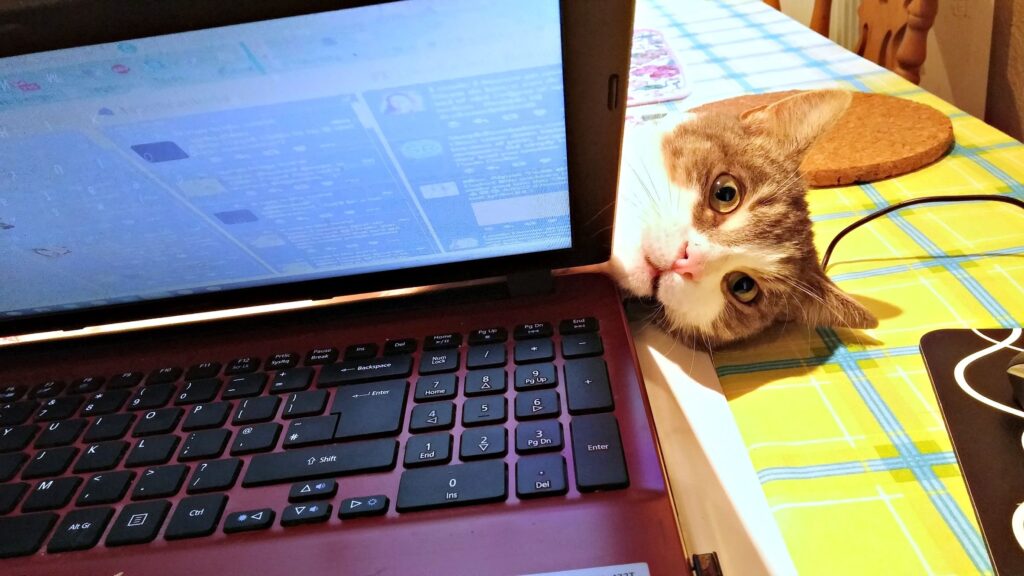 a red laptop with black keyboard keys, the screen tilted down slightly so what’s on the screen isn’t quite visible. To the side of the laptop a cats head with wild eyes pokes out.