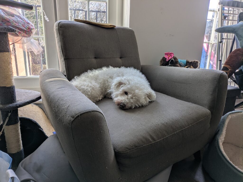a small fluffy white dog curled up on an armchair.