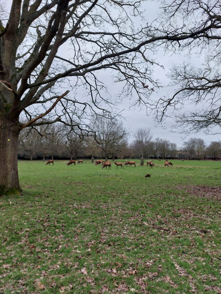 a herd of brown deer in a large field surrounded by a few trees.