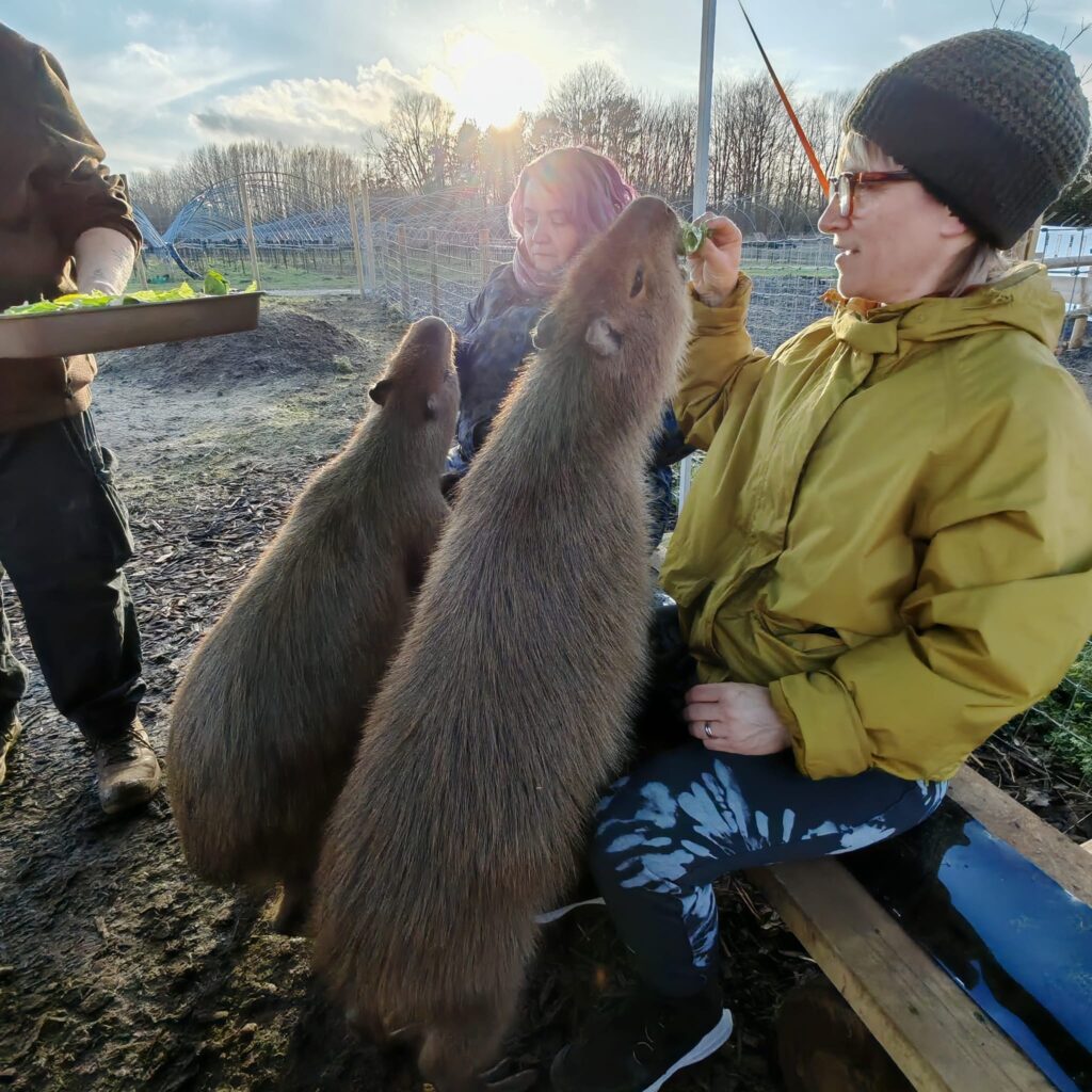 Two capybara standing on hind legs at a bench on which two women with light skin tone wrapped up warm are sitting. They are stretching to get food that the women are feeding them as the sun hands low in the sky.