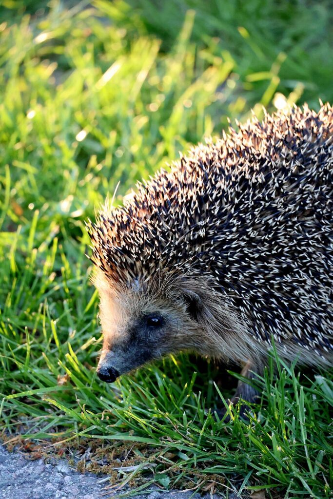 a close up of a super cute hedgehog face as it wanders through some grass.