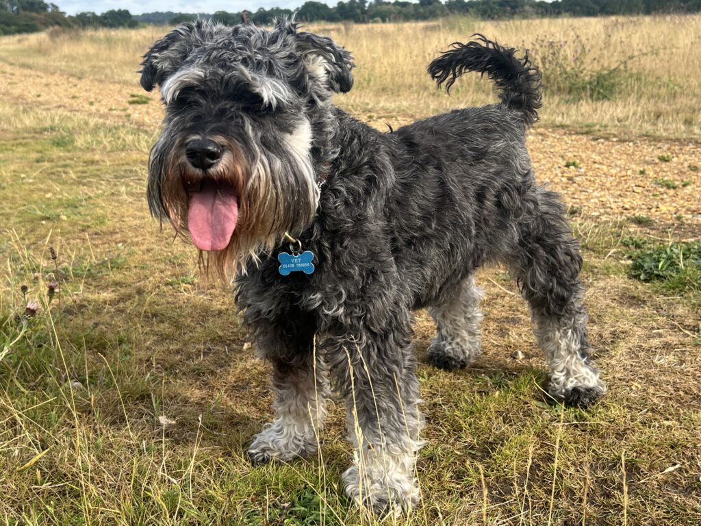 Photo of a terrier dog