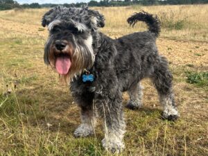 Photo of a terrier dog