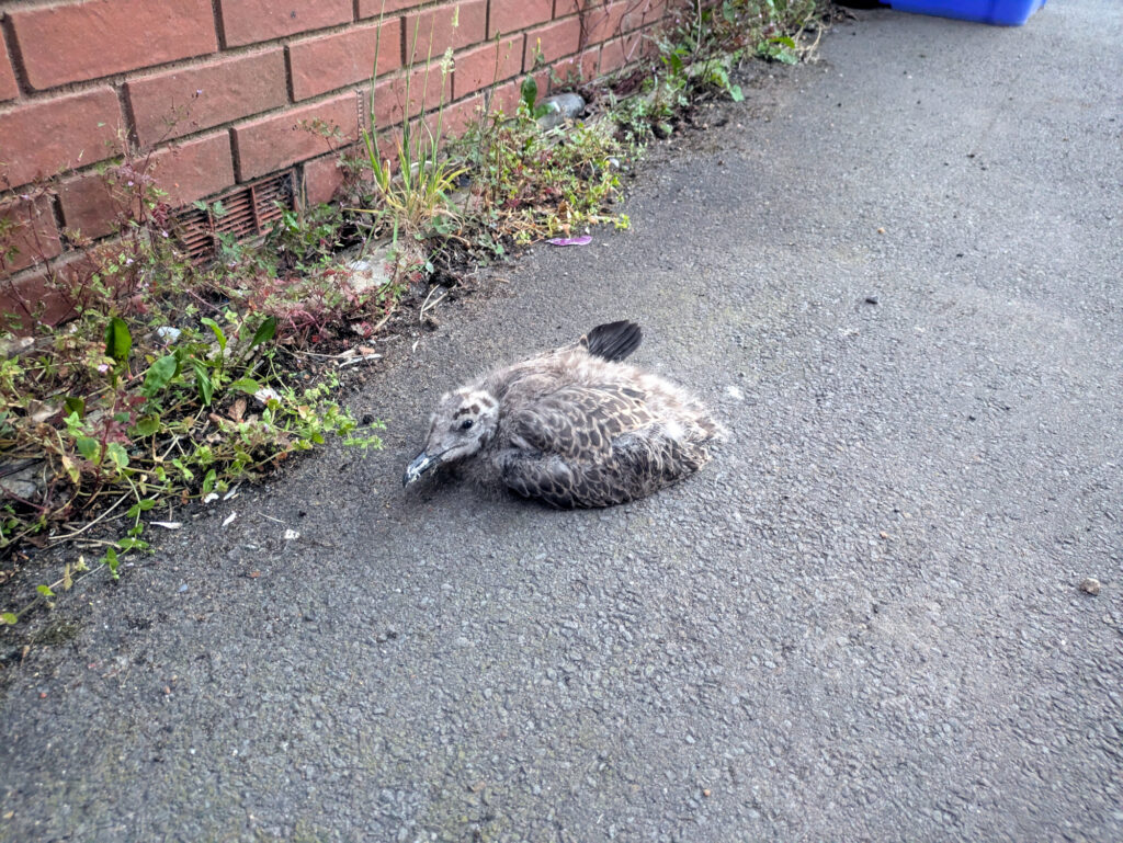 A small bird rests on a paved surface beside a brick wall with weeds growing along the edge.