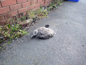 A small bird rests on a paved surface beside a brick wall with weeds growing along the edge.